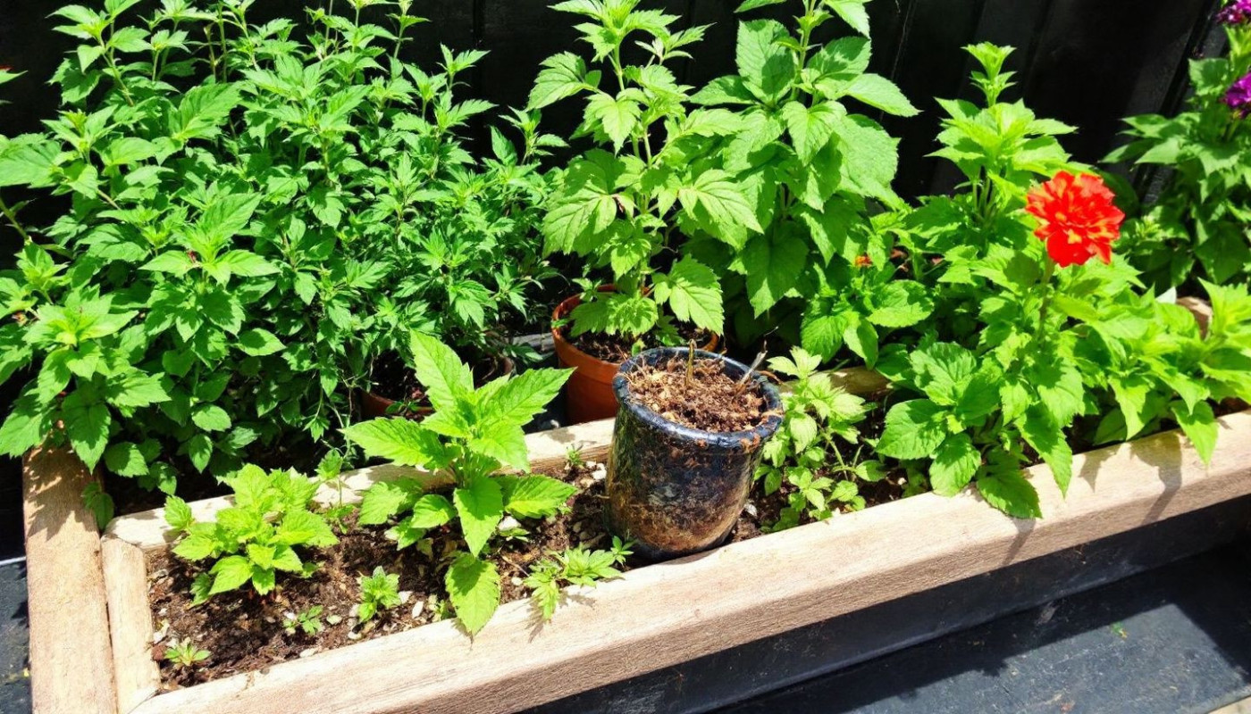 Cultiver des plantes aromatiques en balcon profiter de saveurs fraîches en ville